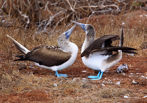  - Wildlife