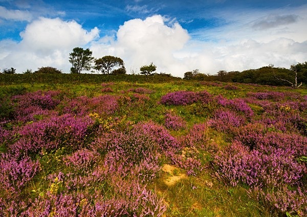 - UK Landscapes