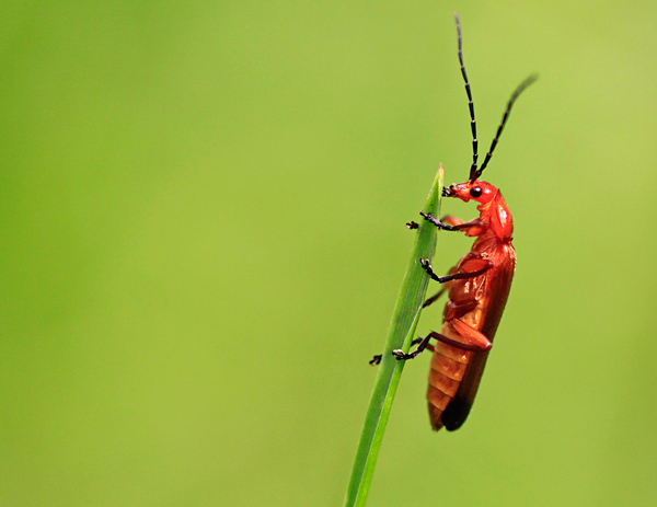  - Wildlife