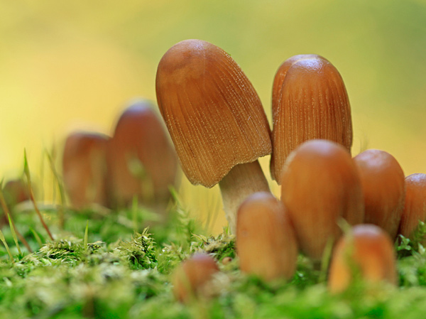  - Flowers and Fungi