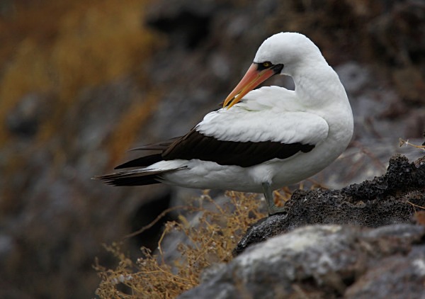  - Wildlife