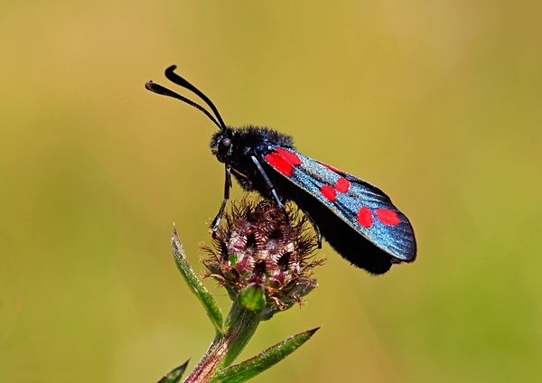  - Wildlife