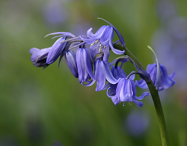  - Flowers and Fungi