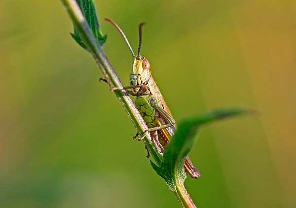  - Wildlife