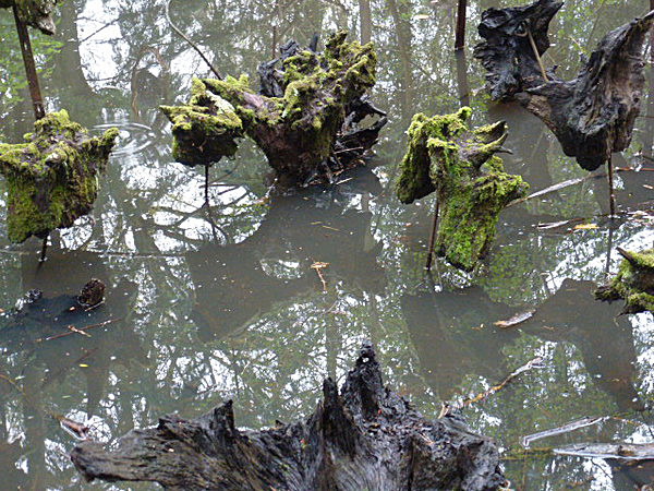  - Groombridge