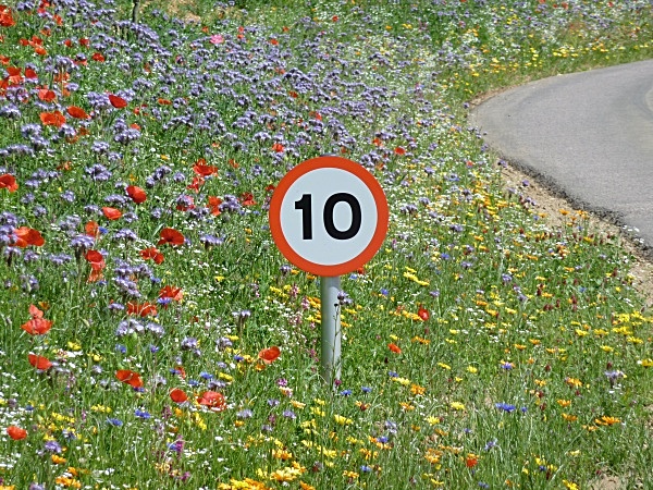  - Wildflower Meadows