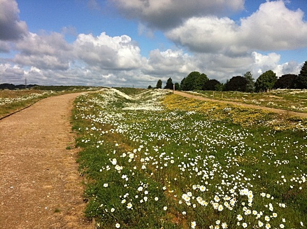  - Annual meadows and gardens