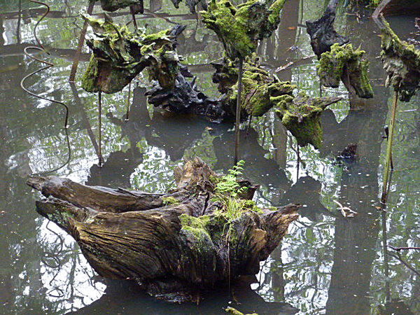  - Groombridge