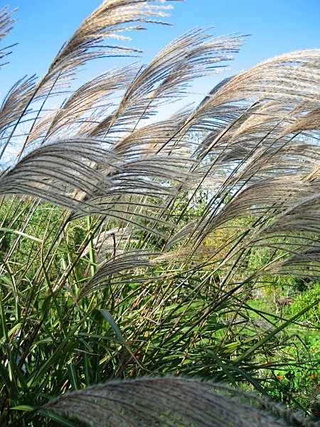  - Gardens