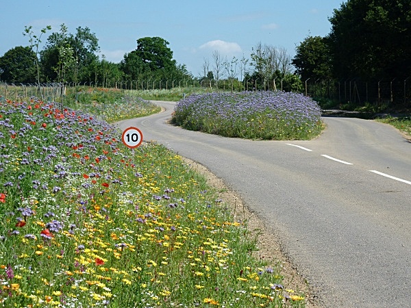  - Wildflower Meadows