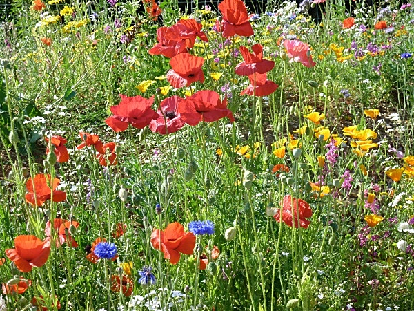  - Wildflower Meadows