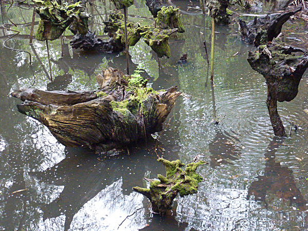  - Groombridge