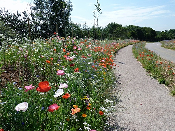  - Wildflower Meadows