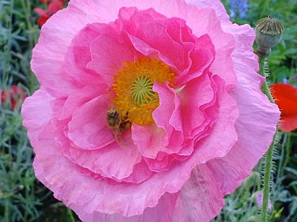  - Annual meadows and gardens