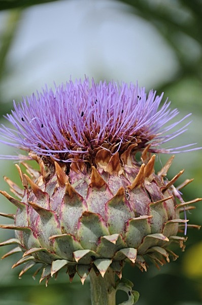  - Gardens