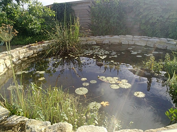  - Spangle Gall Gardens