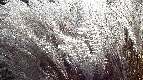  - Gardens