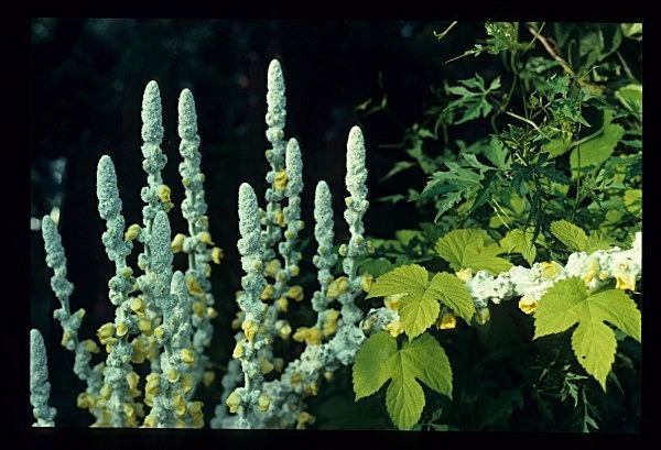  - Gardens