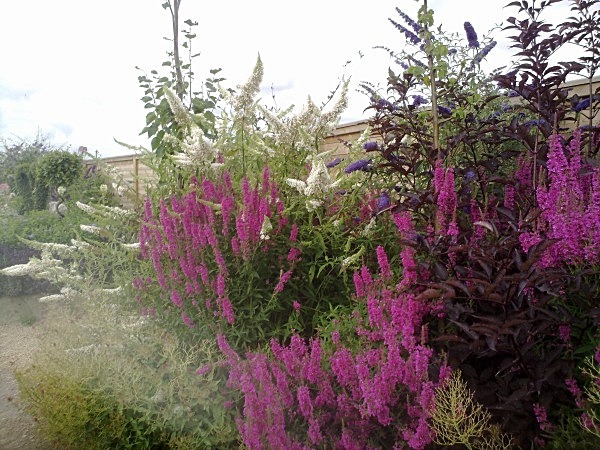 - Spangle Gall Gardens
