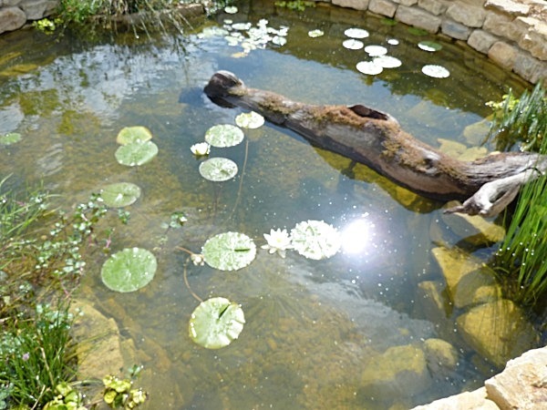  - Spangle Gall Gardens