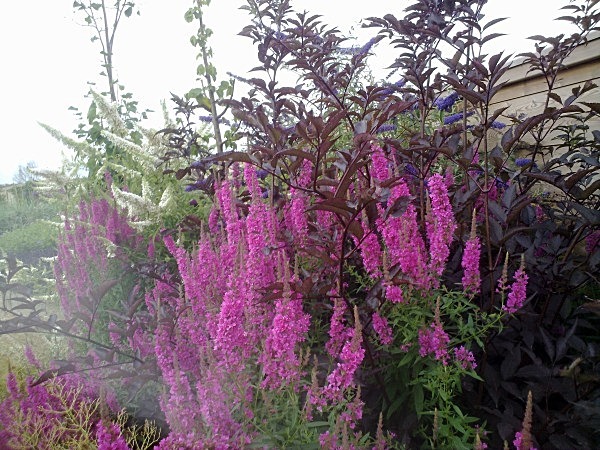  - Gardens