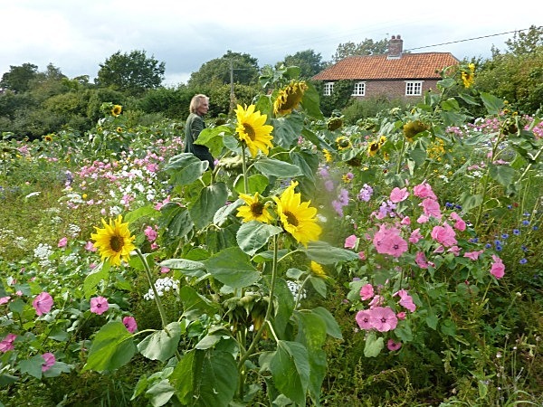  - Annual meadows and gardens