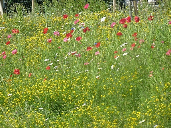  - Annual meadows and gardens