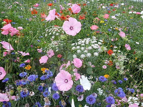  - Annual meadows and gardens