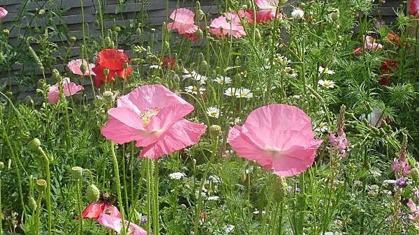  - Annual meadows and gardens