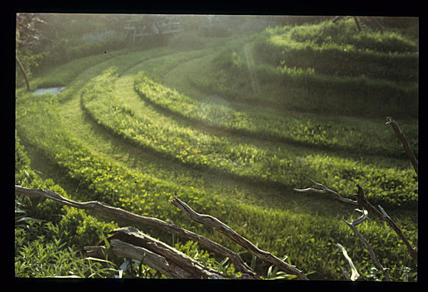  - Garden in Mind