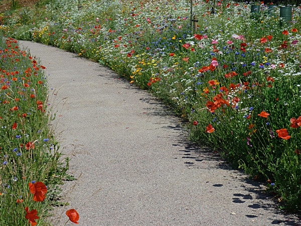  - Wildflower Meadows