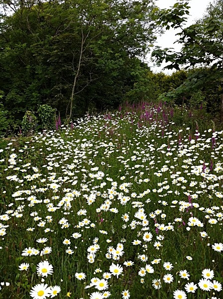  - Annual meadows and gardens