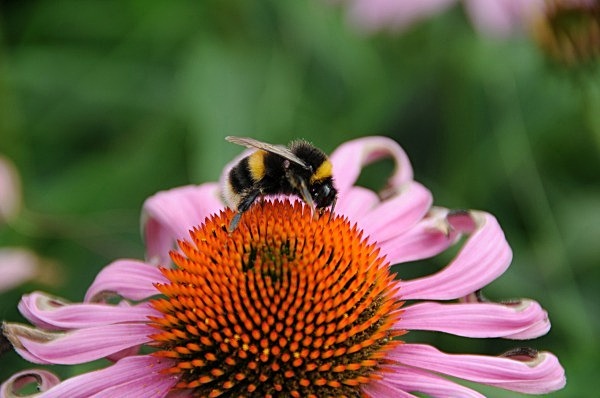  - Gardens