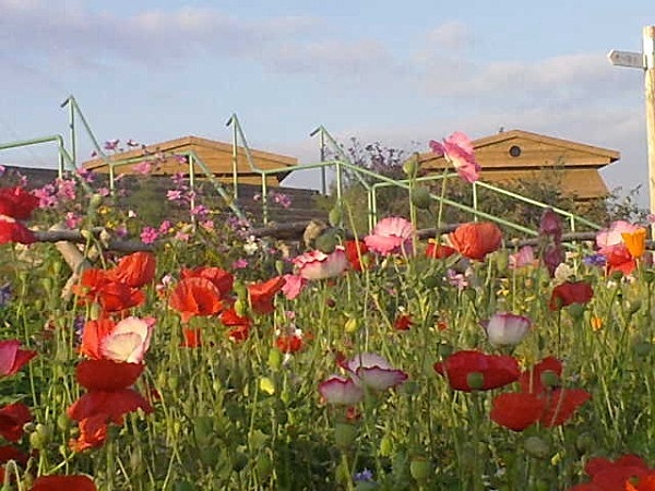  - Annual meadows and gardens