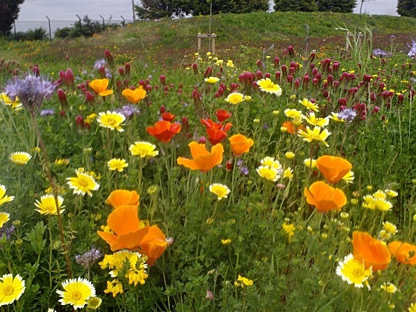  - Annual meadows and gardens
