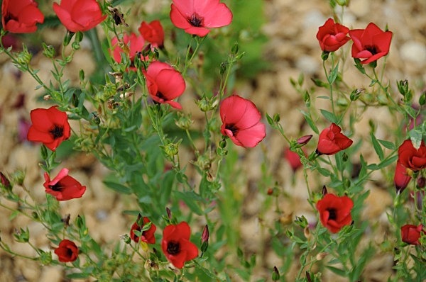  - Annual meadows and gardens