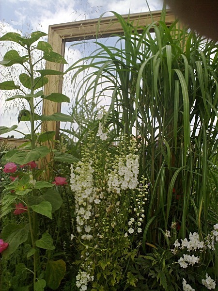  - Spangle Gall Gardens