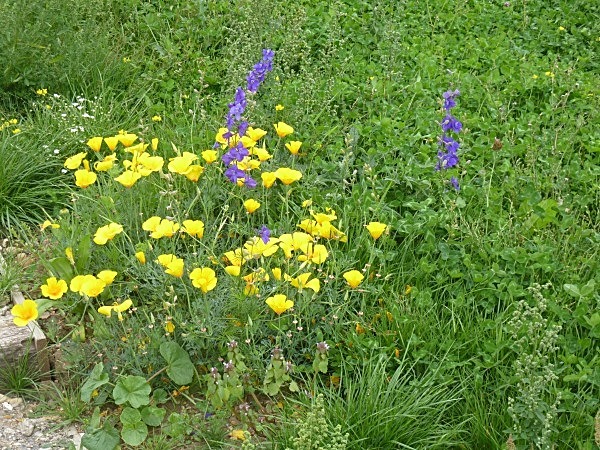  - Annual meadows and gardens