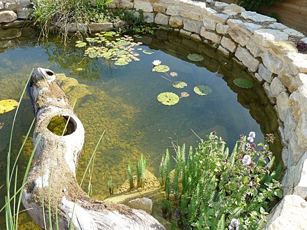  - Spangle Gall Gardens