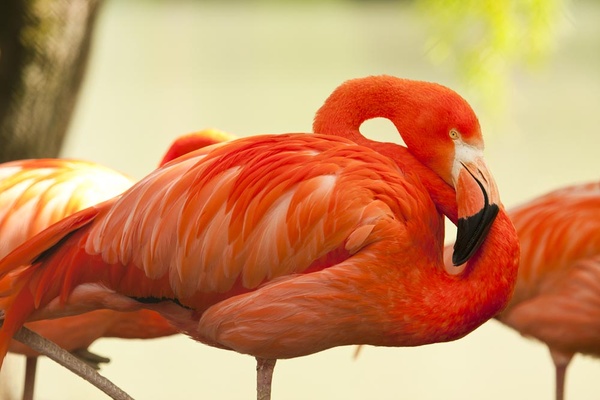 flamingos [2] - Wildlife