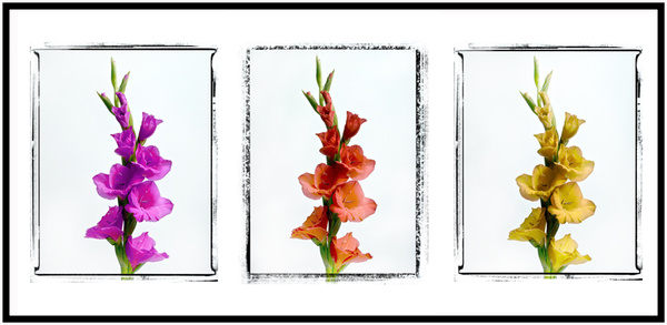 43 - Flowers