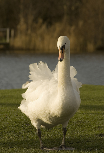 Animal 2 - Wildlife