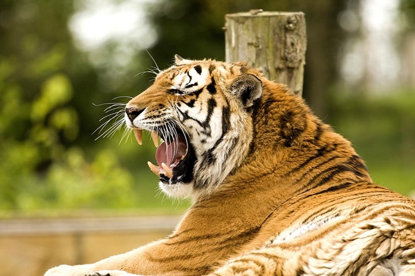 Sumatran Tiger - Wildlife