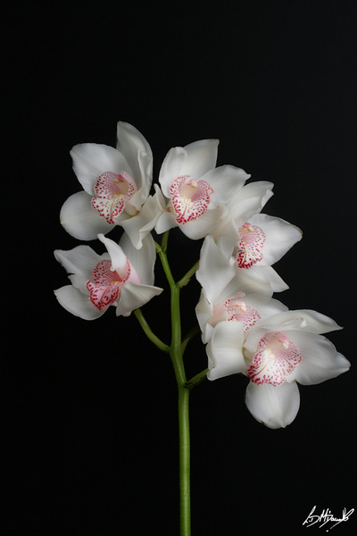 46 - Flowers