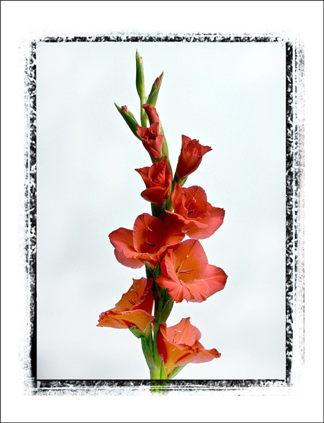 51 - Flowers