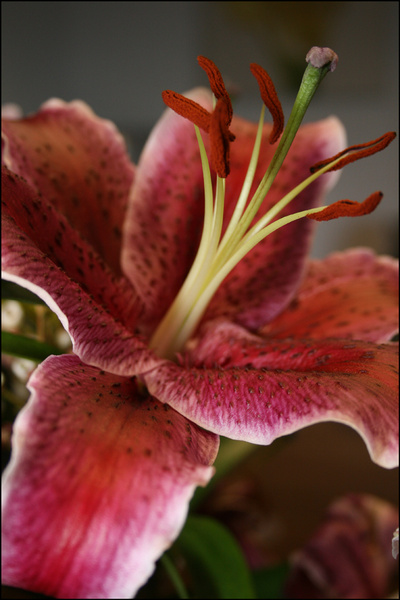 42 - Flowers