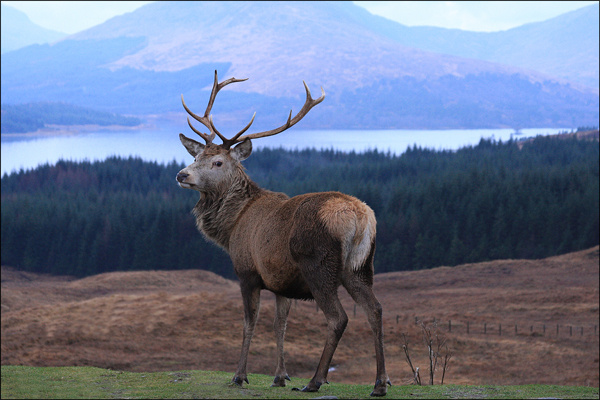Scotland Stag - Wildlife