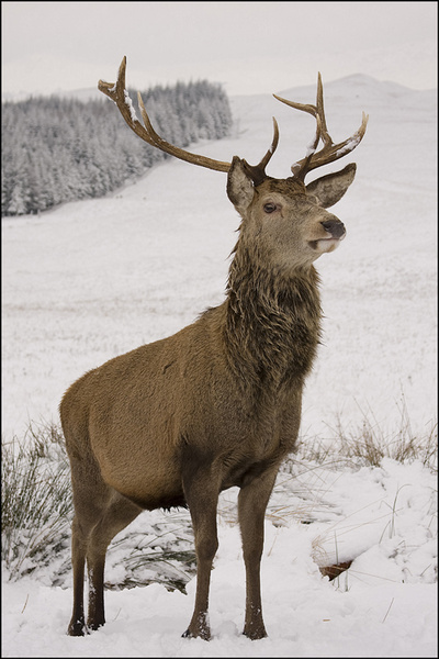 Scotland Stag - Wildlife
