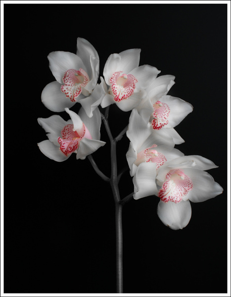 39 - Flowers