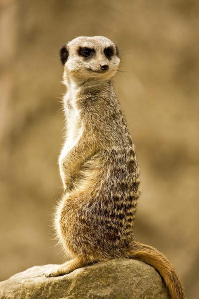 Meerkats - Wildlife